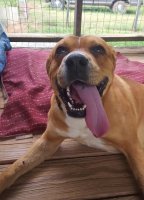red dog with tongue hanging out
