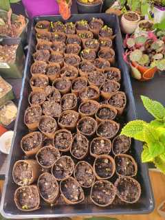 little seedlings sprouting up from the toilet paper rolls cut in half with dirt in them