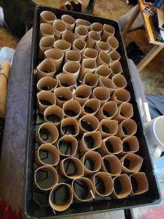 toilet paper rolls cut in half and lined up in a black tray